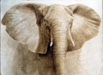 Elephant, 2004